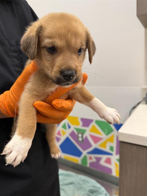 IRONMAN, an adoptable German Shepherd Dog in Baytown, TX