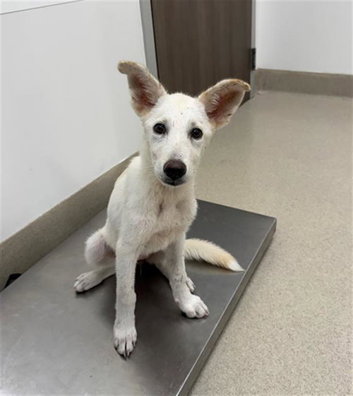 DULCE, an adoptable Husky in Baytown, TX
