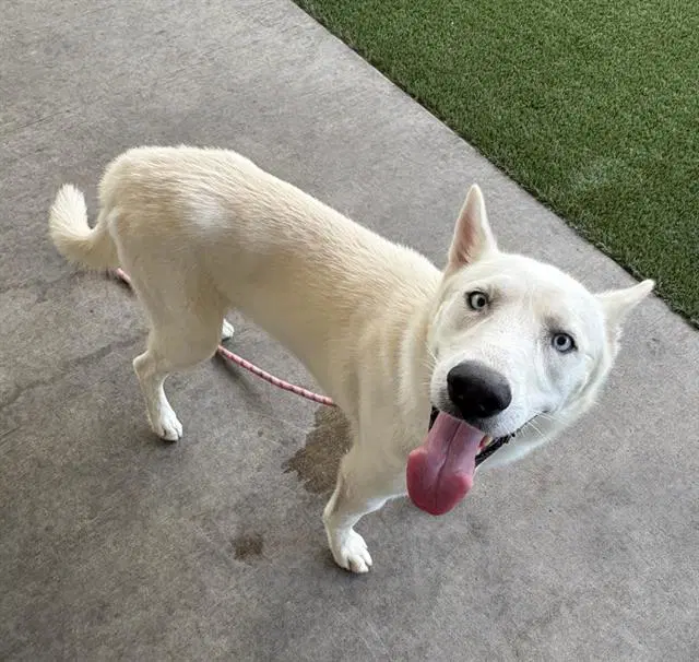 Colt - Husky