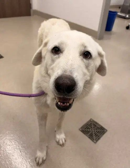 Ava - Great Pyrenees