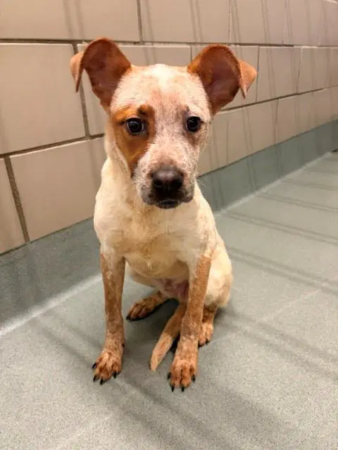 Goofy - Australian Cattle Dog/Blue Heeler