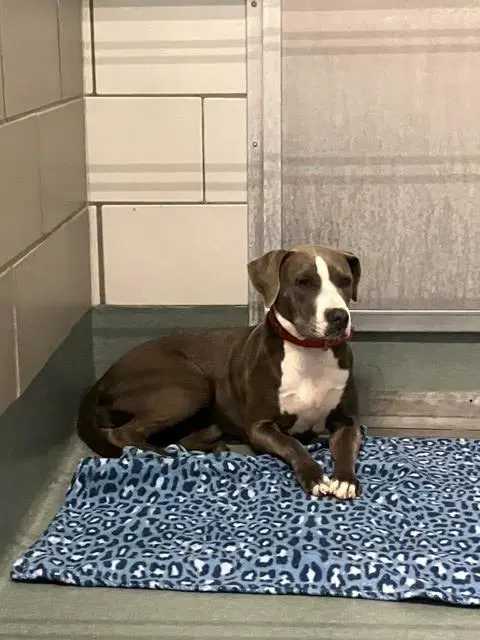 Zofran - Pit Bull Terrier