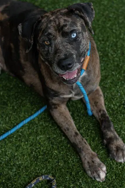 Patches - Catahoula Leopard Dog