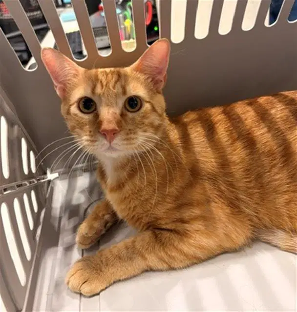 Dezi - Domestic Short Hair