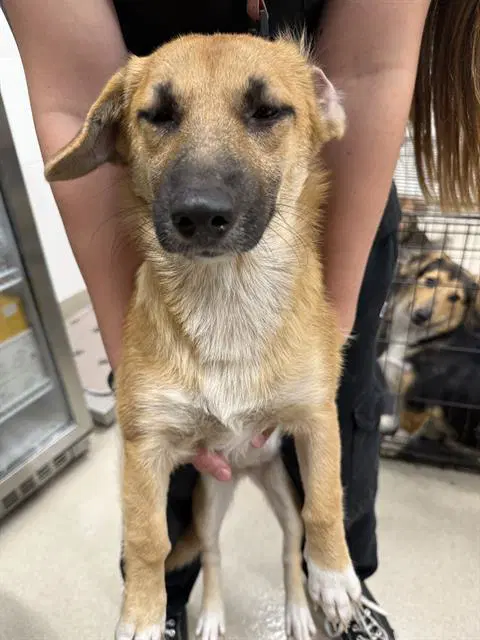 June - Black Mouth Cur