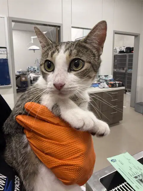 Gamora - Domestic Short Hair