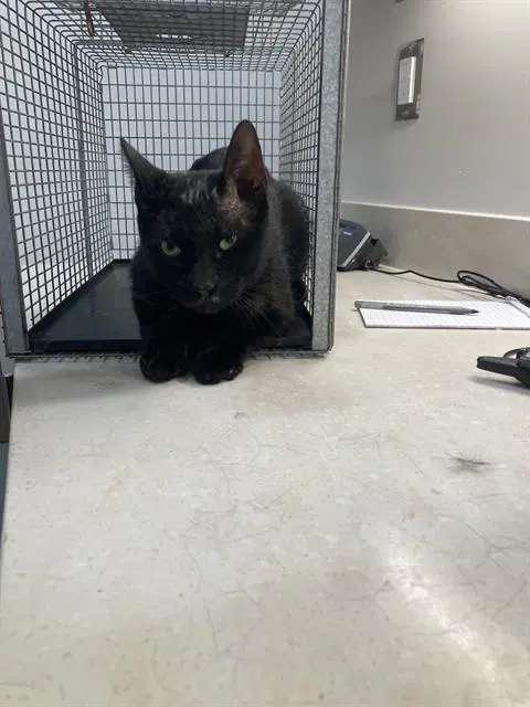 Bruno - Domestic Medium Hair