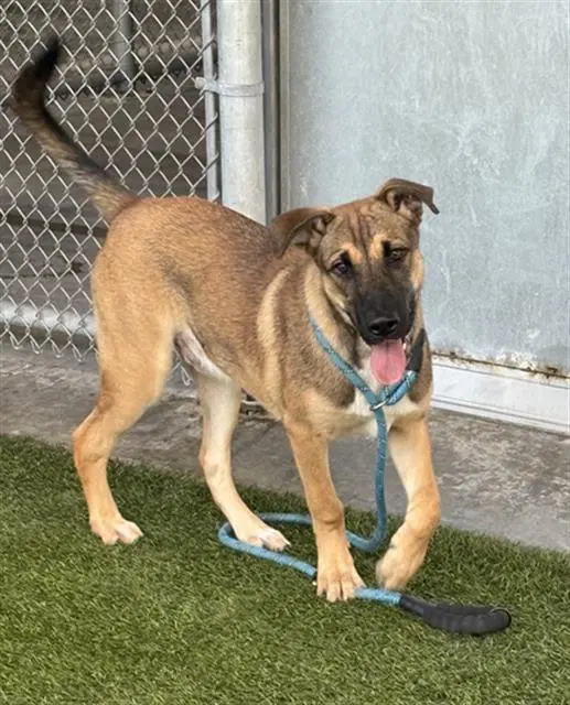 Cyrus - German Shepherd Dog