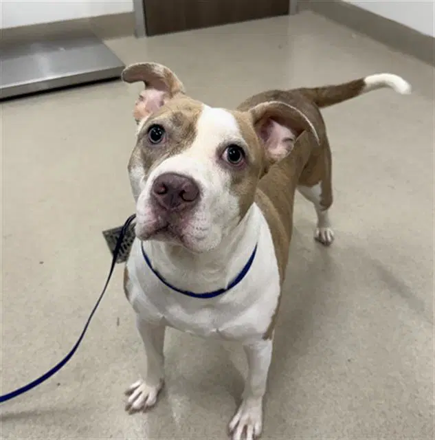 Aries - American Pit Bull Terrier