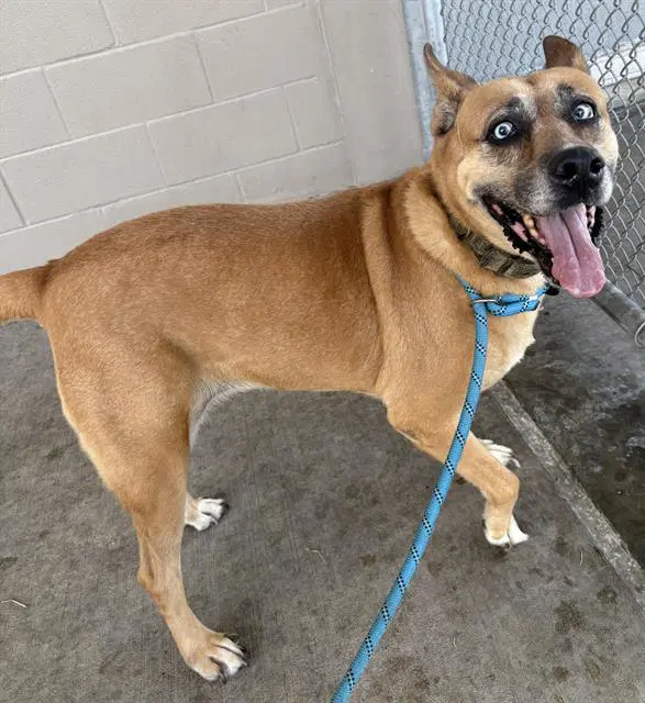 Madam Mim - Black Mouth Cur