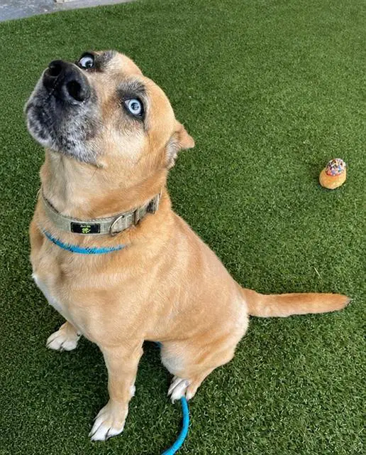 Madam Mim - Black Mouth Cur