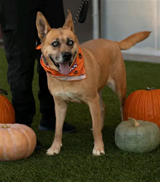 Madam Mim - Black Mouth Cur