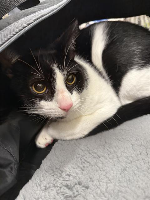 picture of the cat needing adoption