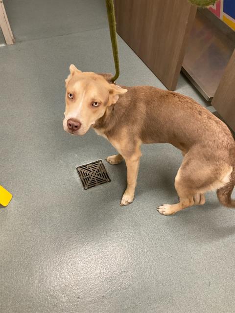picture of the dog needing adoption