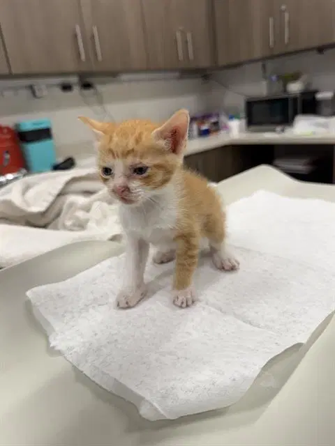 Atom - Domestic Short Hair