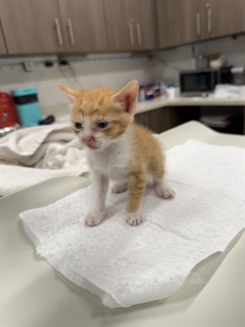 picture of the cat needing adoption