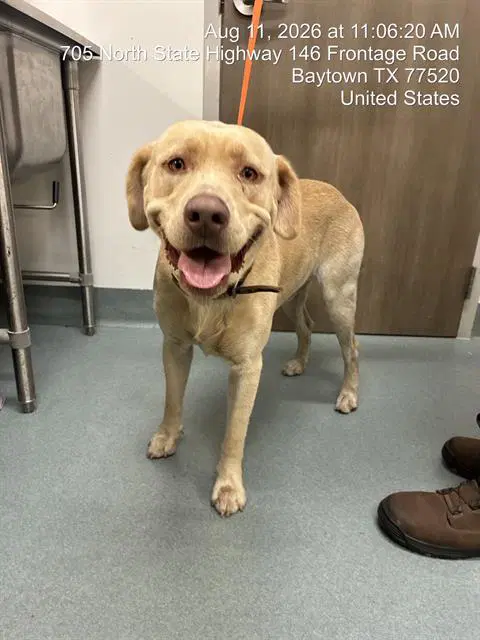 Thomas Shelby - Labrador Retriever