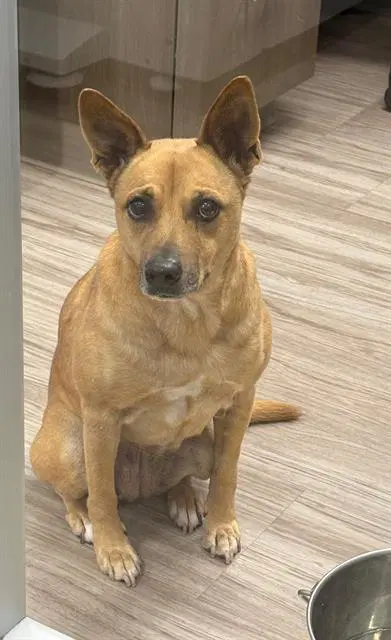 Sharon - Black Mouth Cur