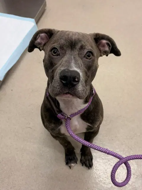 Millie - Staffordshire Bull Terrier