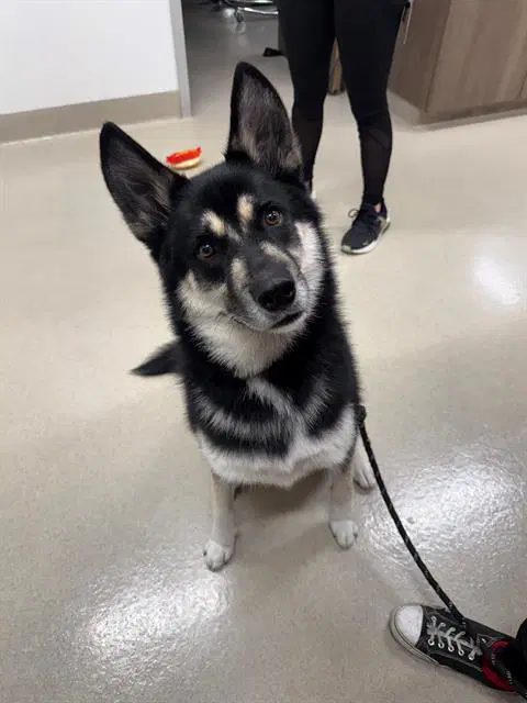 Bruno - Husky