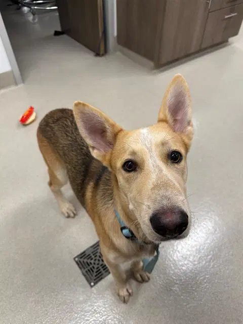 Pickleball - German Shepherd Dog