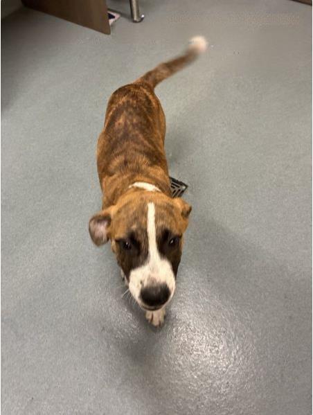 picture of the dog needing adoption