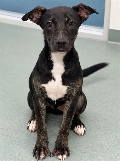 Zuri - Pit Bull Terrier