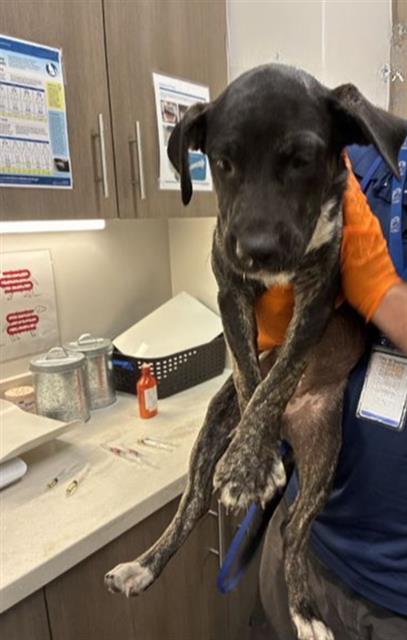 picture of the dog needing adoption