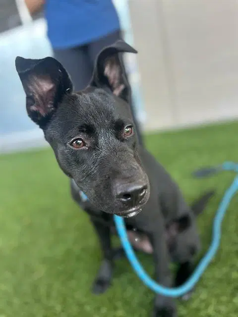 Nova - Labrador Retriever