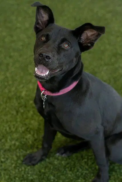 Nova - Labrador Retriever