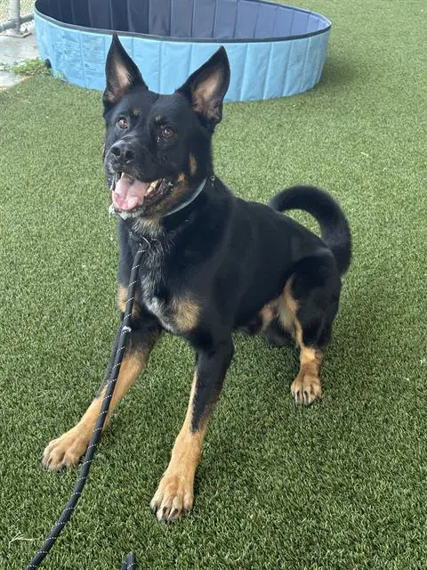Kujo - German Shepherd Dog