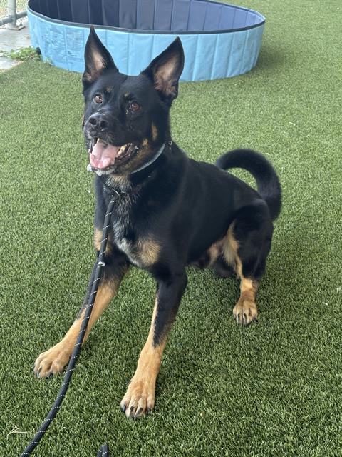 Kujo