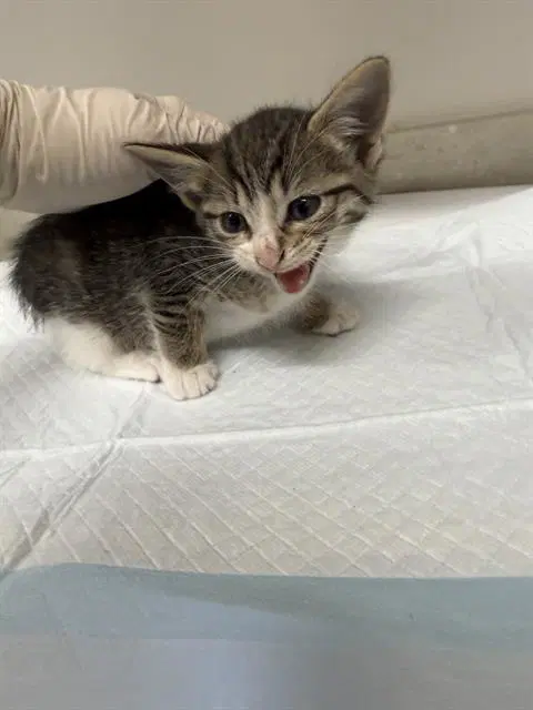 Peony - Domestic Short Hair