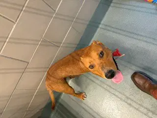 Bob Barker - Pit Bull Terrier
