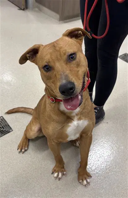 Bob Barker - Pit Bull Terrier