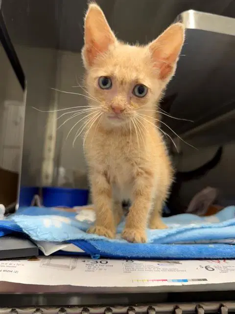 Jules - Domestic Short Hair