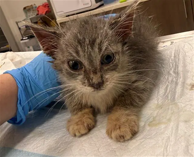 Myrtle - Domestic Short Hair