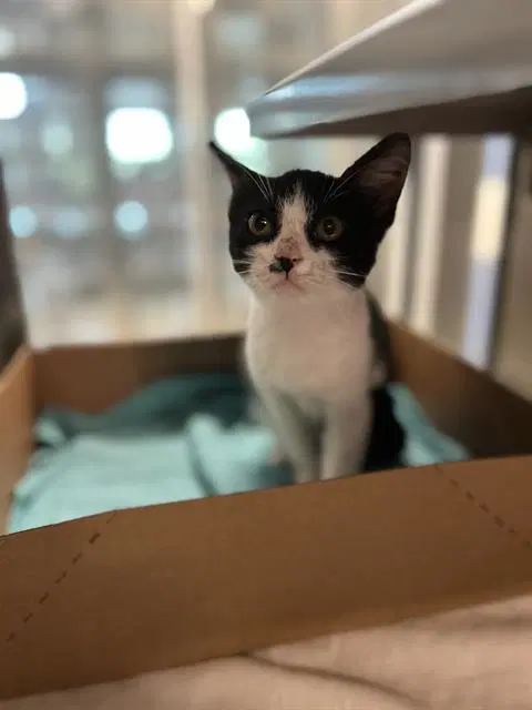 Blackey - Domestic Short Hair