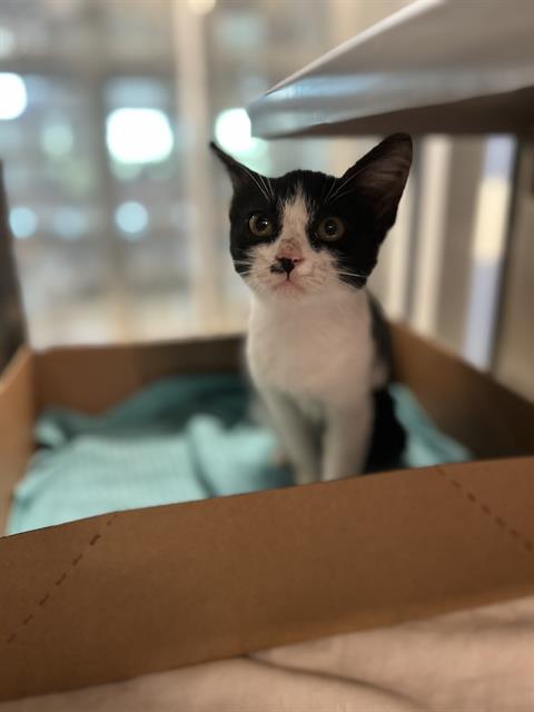 picture of the cat needing adoption