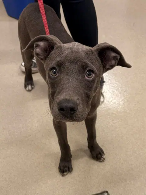 Maggie - Pit Bull Terrier