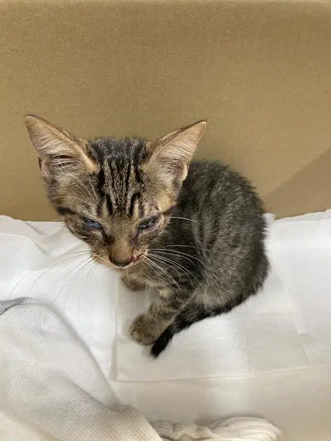 Shock - Domestic Short Hair
