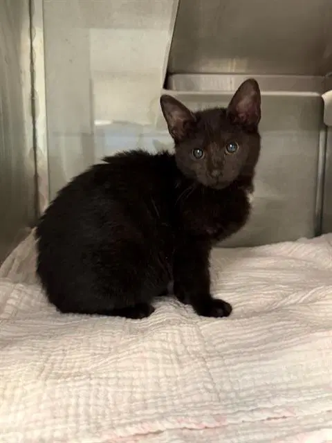 Mare - Domestic Short Hair