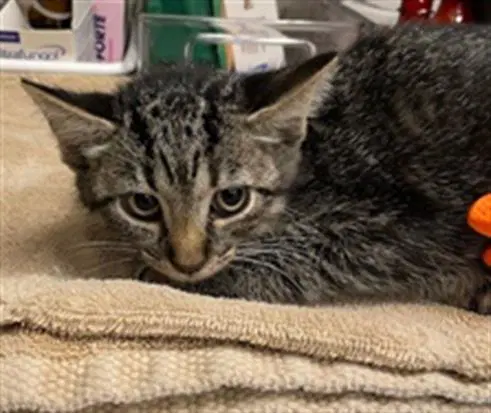 Mj - Domestic Short Hair