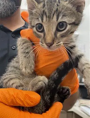 Peter - Domestic Short Hair