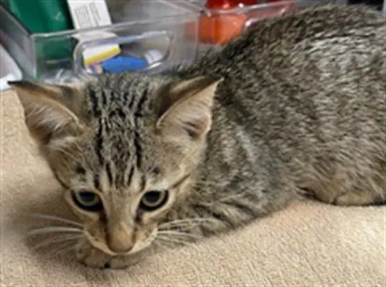 Gwen - Domestic Short Hair