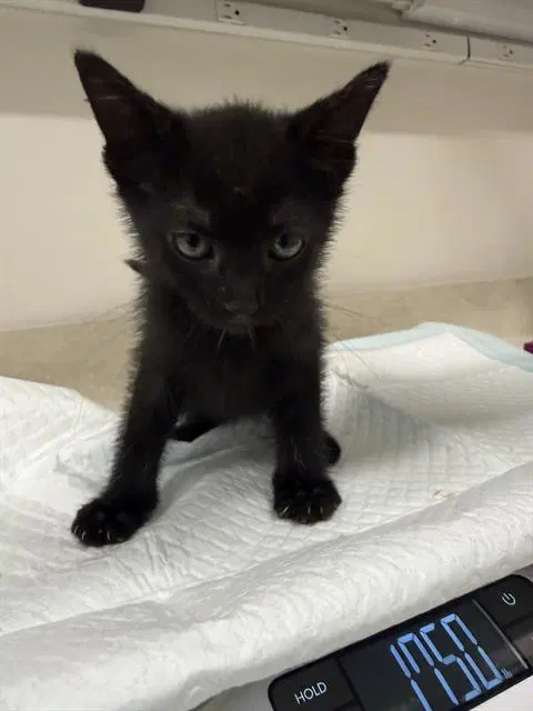 Macbeth - Domestic Short Hair