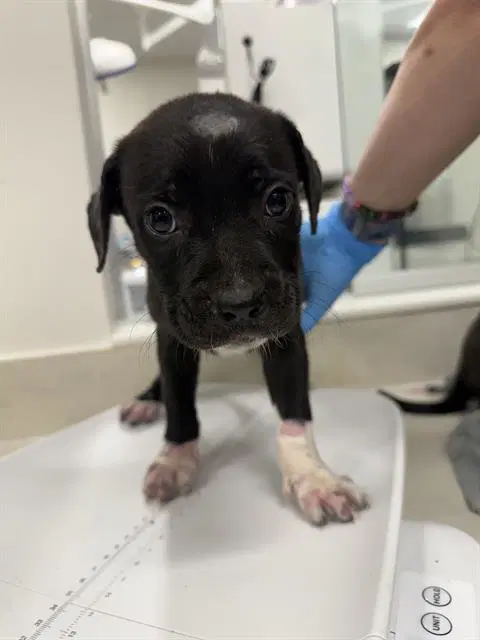 Snail - Pit Bull Terrier
