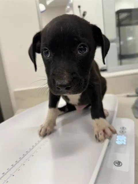 Newt - Pit Bull Terrier
