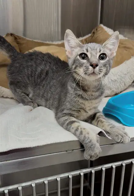 Tumbleweed - Domestic Short Hair