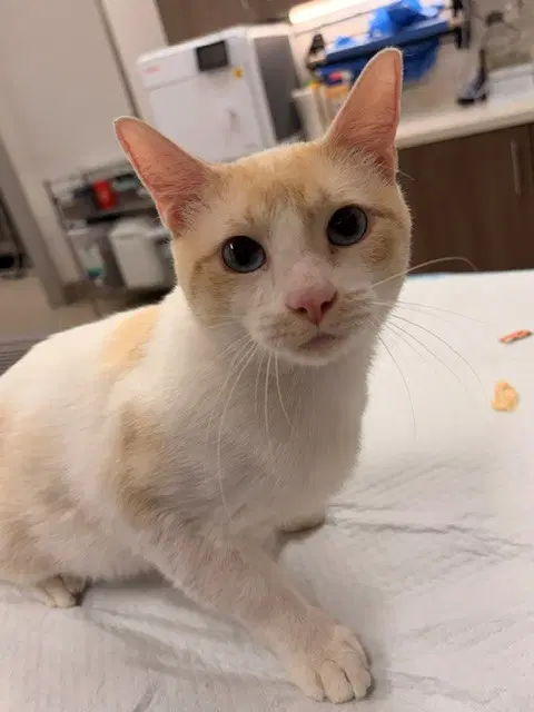 Parmesan - Domestic Short Hair